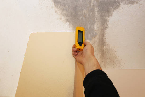 Best Forensic Mold Investigation  in Russellville, AL