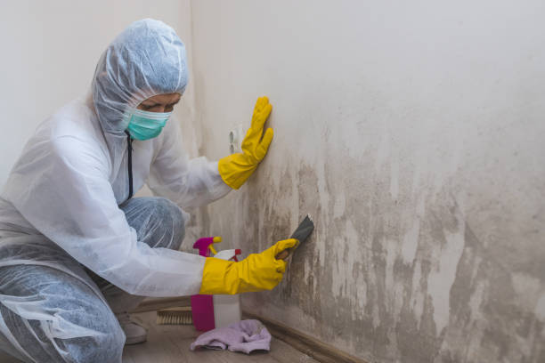 Mold Removal for HVAC Installations in Russellville, AL
