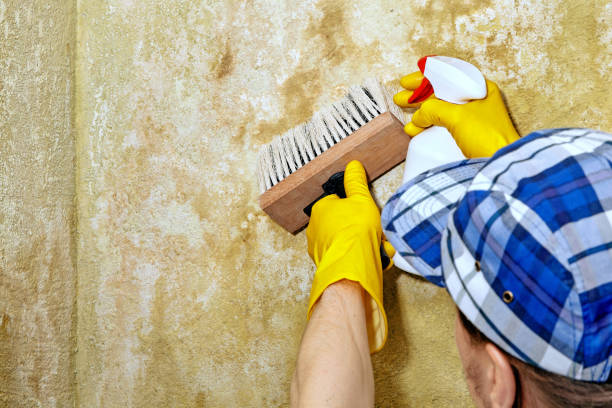 Best Mold Prevention Services  in Russellville, AL