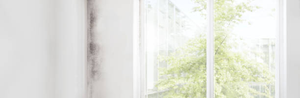 Professional Mold Removal in Russellville, AL