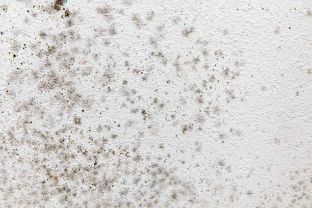 Best Air Quality Testing for Mold Spores  in Russellville, AL