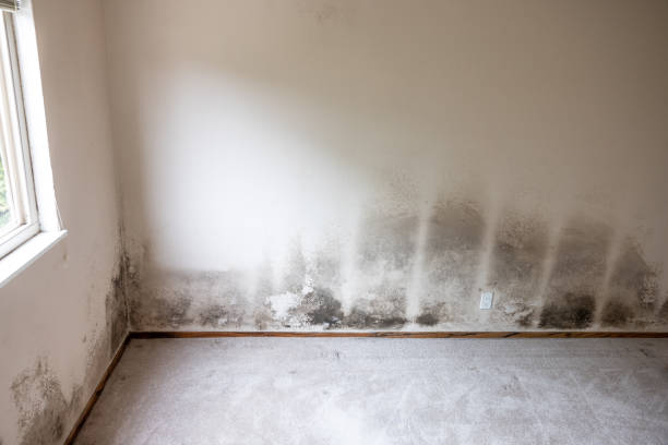 Best Airborne Mold Testing  in Russellville, AL