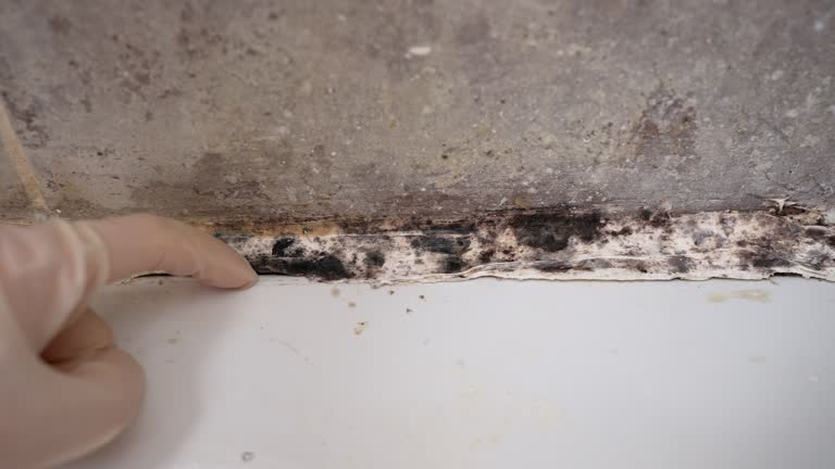 Best HVAC Mold Inspection and Cleaning  in Russellville, AL