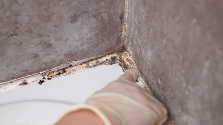 Best Residential Mold Inspection & Testing  in Russellville, AL