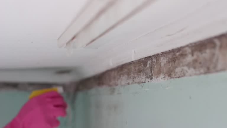 Best Biohazard Mold Removal  in Russellville, AL